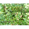 Cotoneaster dammeri 'Coral Beauty' (Coral Beauty Cotoneaster) Shrub, 3 -