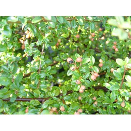 Cotoneaster dammeri 'Coral Beauty' (Coral Beauty Cotoneaster) Shrub, 3 - Size Container