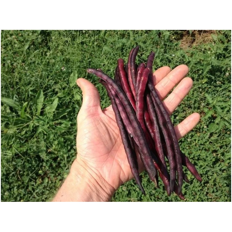 Wax & Top Notch TOP PICK Pinkeye Purple Hull Peas