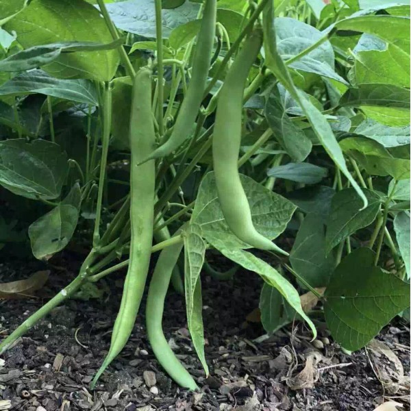 Southeast Seeds Tendergreen Improved Bush Green Bean Seeds, Stringless, NON-GMO,