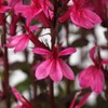 Eden Brothers Lobelia Seeds - Starship Rose