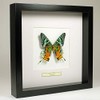 De Museumwinkel.com Urania Ripheus - Rainbow Butterfly - Real Prepared