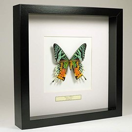 De Museumwinkel.com Urania Ripheus - Rainbow Butterfly - Real Prepared Butterfly Mounted Under Glass in Handmade Black Wooden Frame
