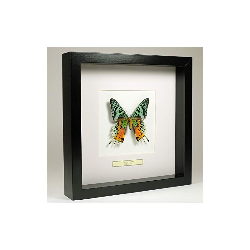 De Museumwinkel.com Urania Ripheus - Rainbow Butterfly - Real Prepared