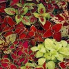 Outsidepride Coleus Fairway Mix - 200 Seeds