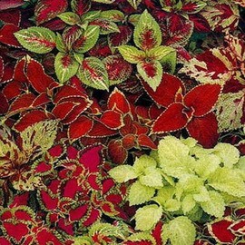 Outsidepride Coleus Fairway Mix - 200 Seeds
