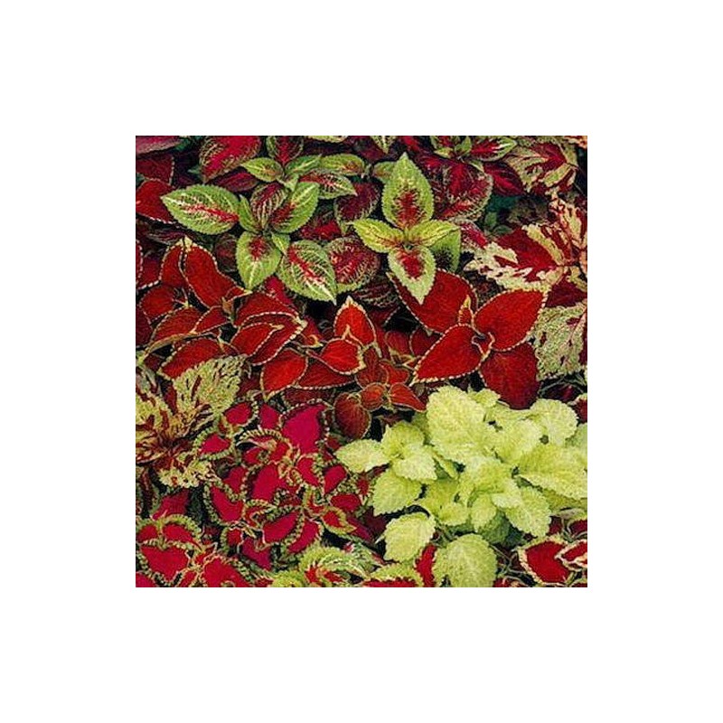 Outsidepride Coleus Fairway Mix - 200 Seeds
