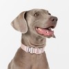 BuddyArmor Dog Collar Pro, Soft Lightweight Dog Collar Metal Buckle