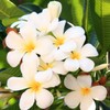 Hawaiian White Plumeria Plant Cuttings Pack of 4 Aprox. 10