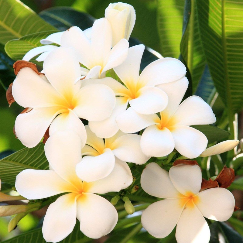 Hawaiian White Plumeria Plant Cuttings Pack of 4 Aprox. 10