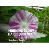Southern Seeds Morning Glory, Harlequin Mix - 25 Seeds, Heirloom