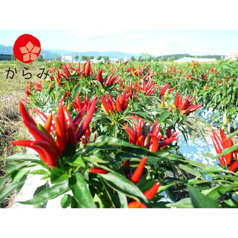 Karami Kyushu Pepper (Cut into Rings), 0.1 oz (3 g),