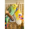 Super Bird Creations SB719 Beaker Sneaker Bird Toy for Parrotlets,