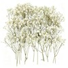 ForestM 100PCS Dried Pressed Flowers,Natural Baby Breath Dried,Dry Flowers