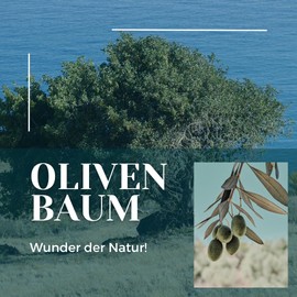 Olive Leaf Extract, 50% Oleuropein, 700 mg per Daily Dose, 180 Capsules, Made in Germany, Vegan, Premium Quality