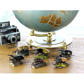Carolata 3D Picture Book, Real Figure Box (Beetle / 6 Types), Rainaceras Beetle (Instructions Included)