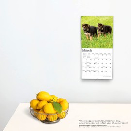 German Shepherd Puppies | 2023 7 x 14 Inch Monthly Mini Wall Calendar | BrownTrout | Animals Dog Breeds Puppy DogDays