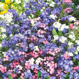 Eden Brothers Forget Me Not Seeds - Mixed Colors