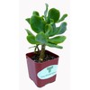 The Waterspout 2" inch Succulent Cactus Collections (Curly Ruffle Jade