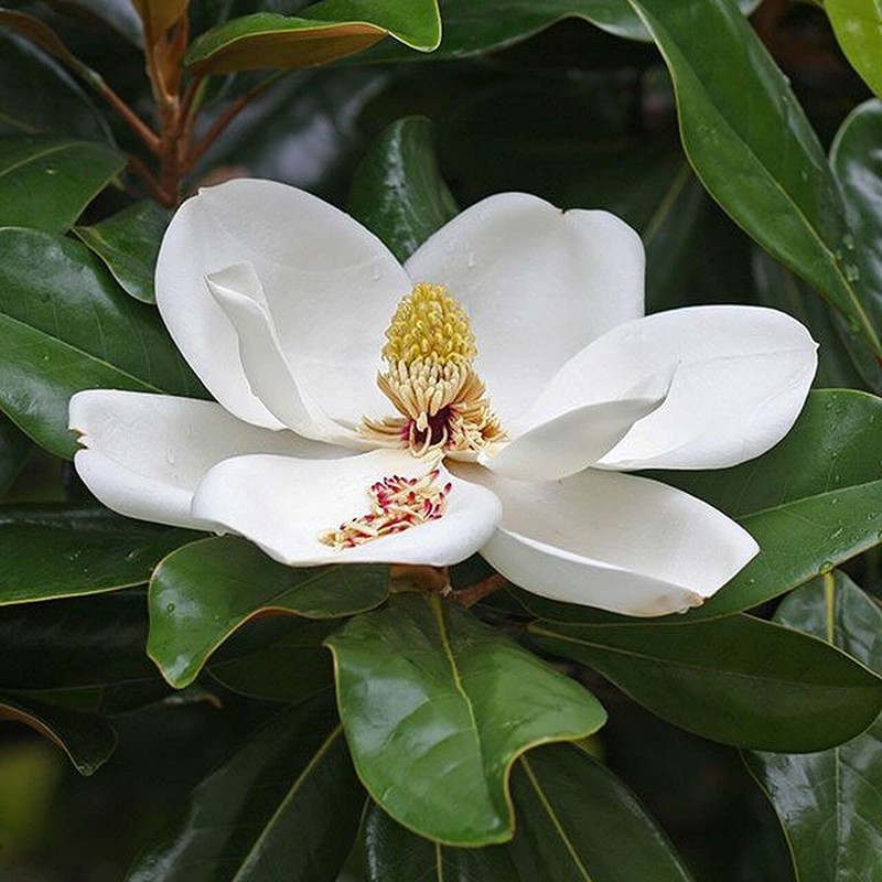 Southern Magnolia Grandiflora | 3 Live Trees | Beautiful Evergreen