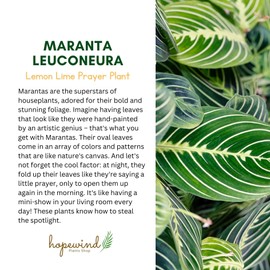 Lemon Lime Prayer Plant, Lemon Lime Maranta, Live Indoor Plant, Easy to Care and Rare Variety 4 inch Pot - Hopewind Plants Shop