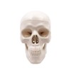 Mini Skull Model - Small Size Human Medical Anatomical Adult