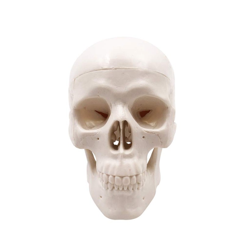 Mini Skull Model - Small Size Human Medical Anatomical Adult