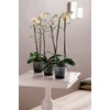 elho Brussels Orchid 16 Flower Pot for Indoor Use Diameter