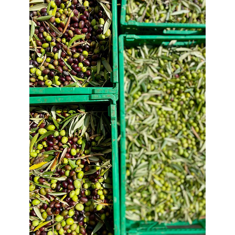 Il Tratturello Extra Virgin Olive Oil - Molise, Italy -