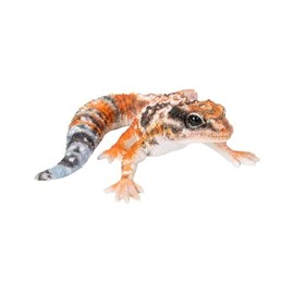 Uvia Leopard Lizard H21170-3 White Orange Brown Magnet 4.1 x 3.7 x 1.6 inches (10.5 x 9.5 x 4 cm) Doll Figurine Figurine Animal Garden Decoration Lizard