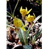 10 Trout Lily Bulbs Bareroot Rhizomes