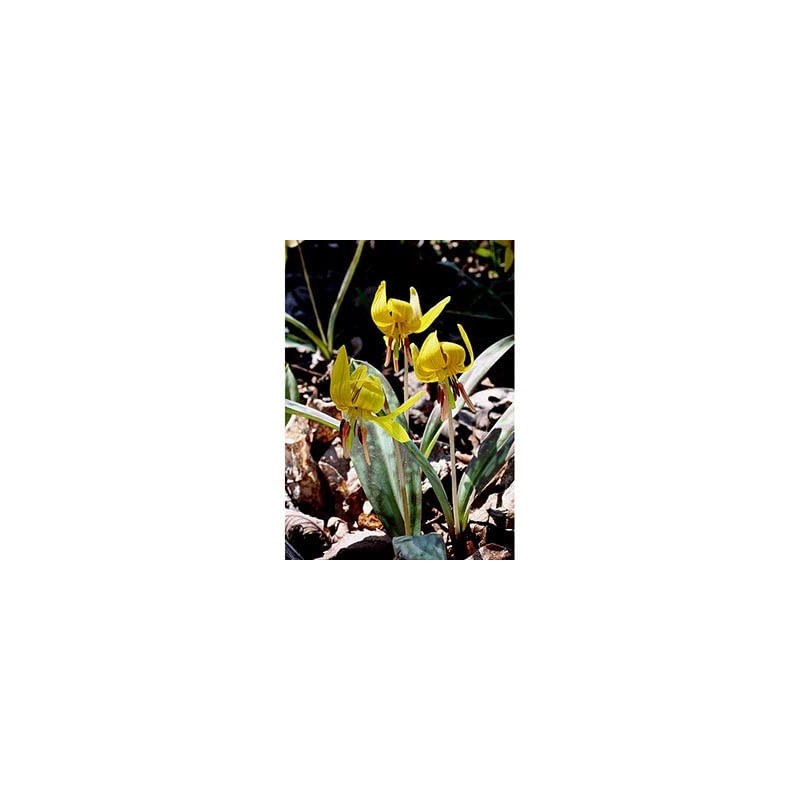 10 Trout Lily Bulbs Bareroot Rhizomes