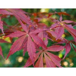 Suminagashi Japanese Maple 3 - Year Live Plant