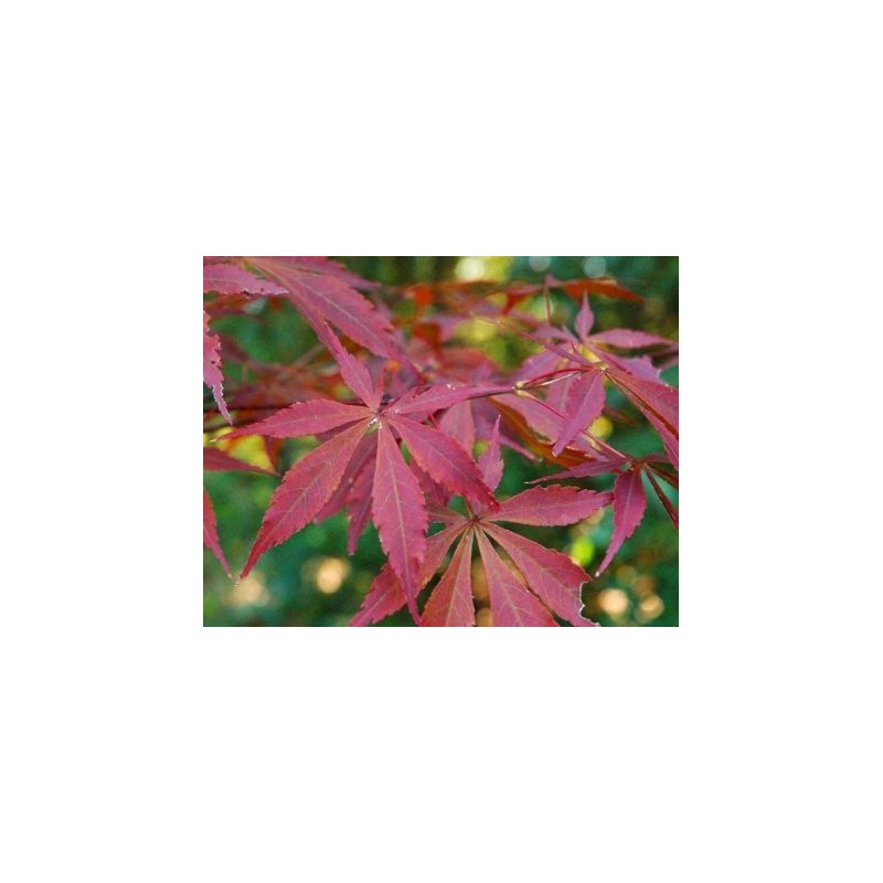 Suminagashi Japanese Maple 3 - Year Live Plant