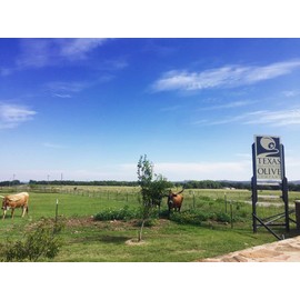 Terra Verde Extra Virgin Olive Oil, 250ml (8.5oz)