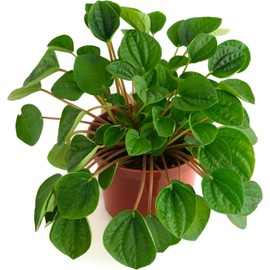 Shop Succulents Peperomia Rana Verde, Live Indoor Plant, Low Maintenance Compact Houseplant with Vibrant Green Leaves, Ideal for Home Decor, Office, and Room Enhancement, 6 Inch Nursery Pot