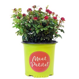 Green Promise Farms Rosa Petite Knock Out (Reblooming) Rose, 2-Size Container, deep red Flowers