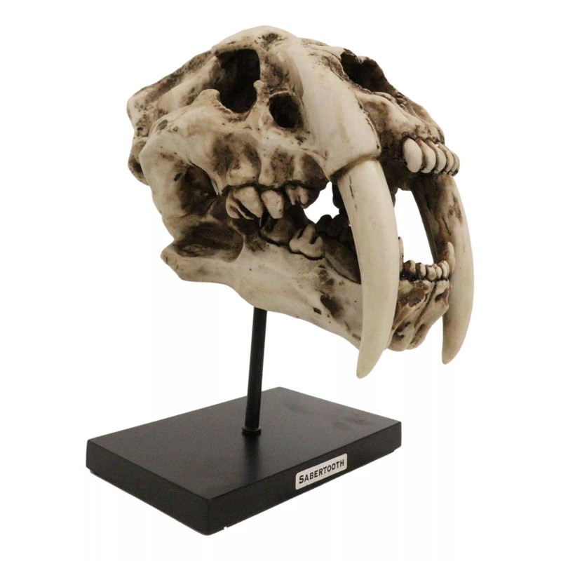 Ebros Gift Sabertooth Tiger Cat Fossil Skull Skeleton Replica Statue