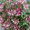 210+ Mix Honeysuckle Seeds for Planting in Home Garden- Non-GMO