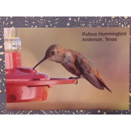 Self-published Rufous Hummingbird Postcard, Anderson, Texas - Birds of Grimes County