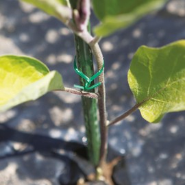 Tenax PVC Flat Wire, Length 20 cm, Green, Pack of 1000, PVC Coated Steel Wire for Tying Plants and Flowers