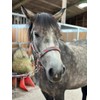 Equipride Braided Headcollar Lead Rope Set Size Full-Shetland Pink/Grey (Cob)