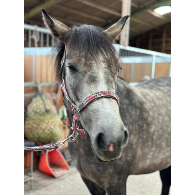 Equipride Braided Headcollar Lead Rope Set Size Full-Shetland Pink/Grey (Cob)