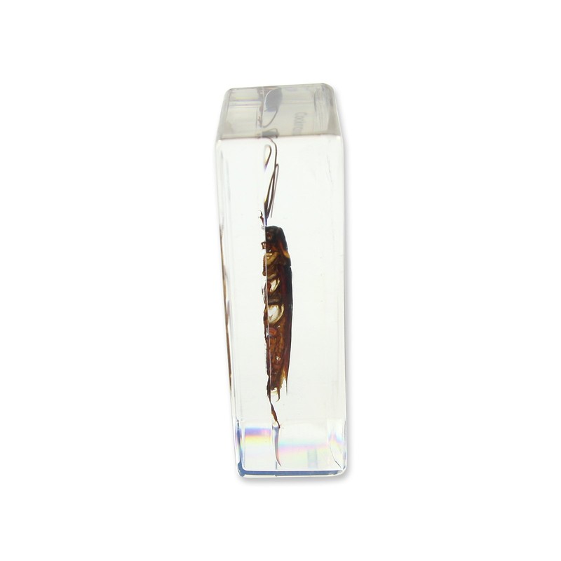 REALBUG Cockroach Paperweight (2.9x1.6x1)