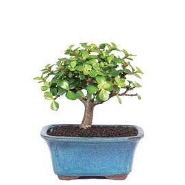 Brussel's Bonsai Live Dwarf Jade Bonsai Tree, Indoor - Small, 3 Years Old, 5 to 8 Inches Tall - Jade Tree in Decorative Ceramic Bonsai Pot