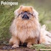 Pekingese Calendar 2024 | Square Dog Breed Wall Calendar -