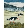 Wild Birds Pocket Notebook: Oystercatcher