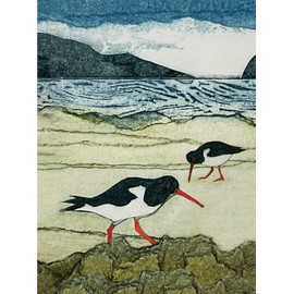Wild Birds Pocket Notebook: Oystercatcher