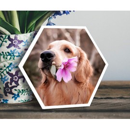 ORWONet ORWO Hexagon Pictures, Photo Tile, Size S, Hexagon Photo Wall, Includes Mounting Material, Design Hexagon Photo as Wall Picture, Photo Collage