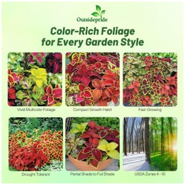 Outsidepride Wizard Mix Coleus Seeds for Planting - 400 Pcs Annual, Compact, & Easy to Grow, Flower Seeds with Serrated Foliage, Ideal for Shaded Areas, Containers, Borders, & Gardens